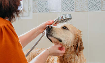 Dermatologiska Universum