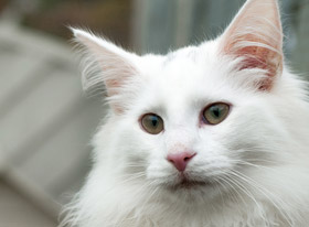 Katt