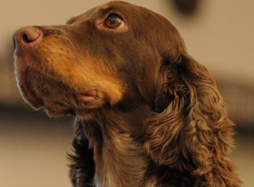 Hund