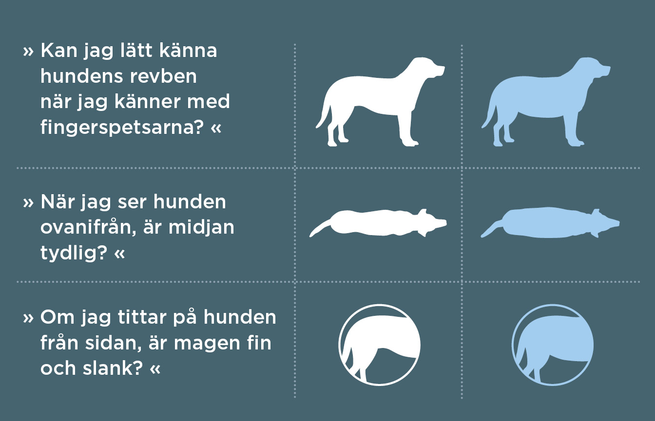 SE_tjek_overvaegt_hund.jpg