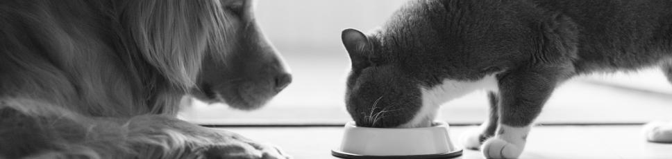 Här hittar du goda råd om näring