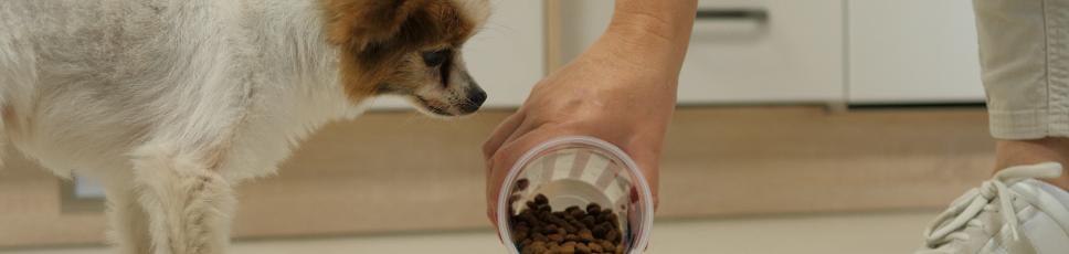 Din hund har kastrerats...