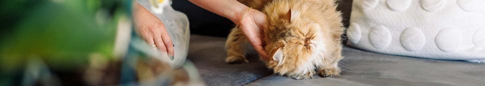 Tyggt hem för din katt