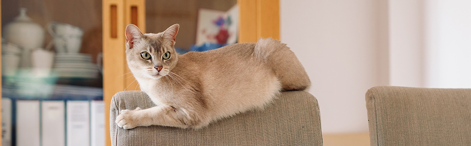 Skulle du märka om din katt är otrygg? 