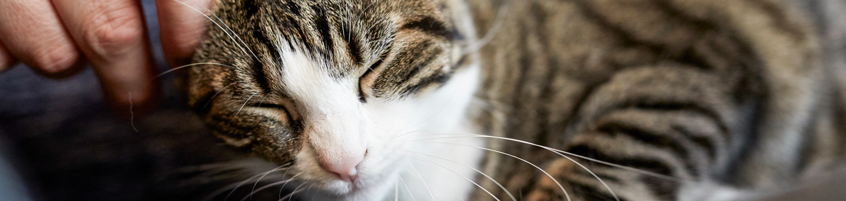 10 TIPS för ett bättre kattliv