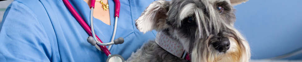 Veterinärens webbshop