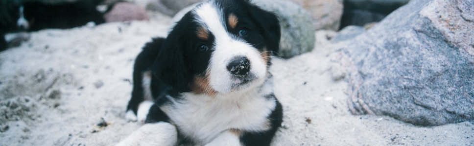 Teaser_banner_968x300px_hundehvalp_2.jpg