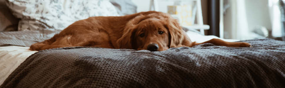 Hur vet du om din hund känner sig otrygg eller överväldigad? 