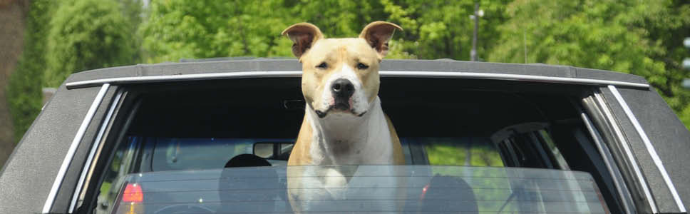 Teaser_banner_968x300px_rejsehund.jpg