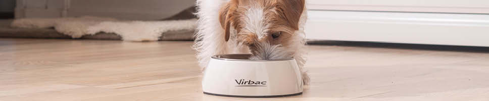 Virbac_foder_hund_article_3_teaser.jpg