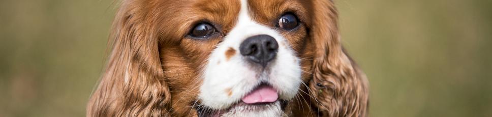 Endast för hundägare!