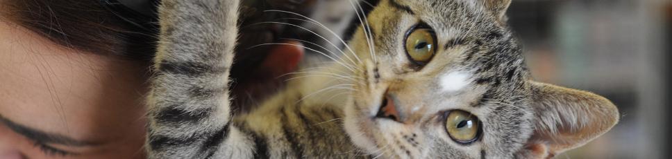 Endast för kattägare!