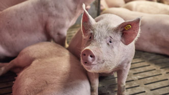 Suigen PCV2 vaccin 332x186px.jpg