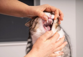 Cat teeth exam at Vet