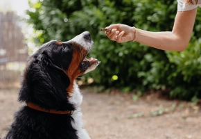 Dog_Veggiedent_Person giving the chew to a large dog_outdoor_with petowner_advice