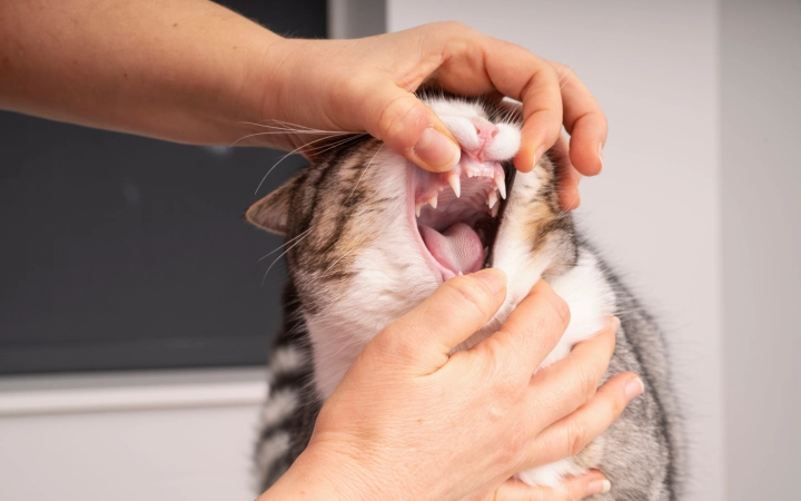 Cat teeth exam at Vet