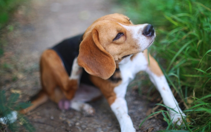 Dog Beagle itching outdoor on grass