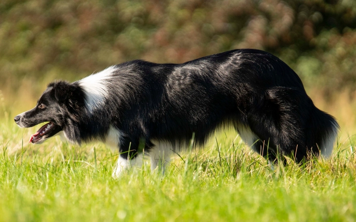 Dog outside on grass