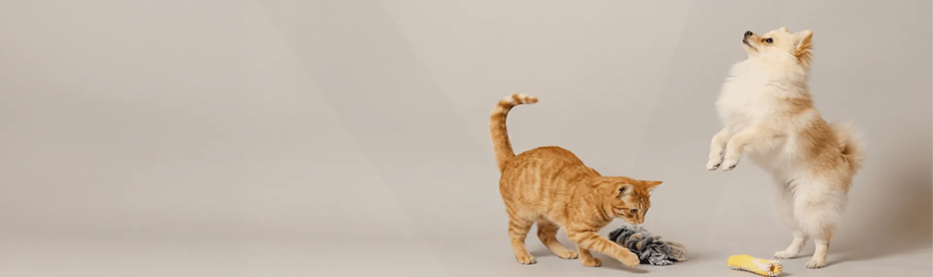 Dog with cat playing