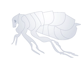 Flea Icon