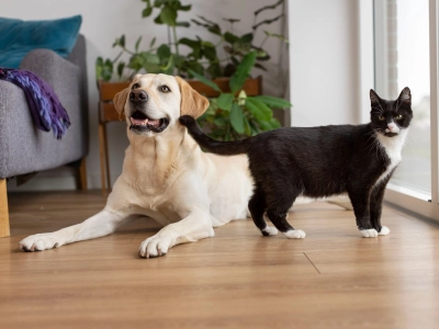 Labrador dog lying on wooden floor beside black and white cat near window in cozy living room.