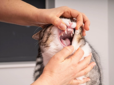 Cat teeth exam at Vet