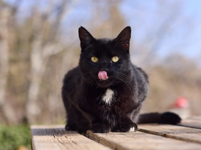 Sort kat der slikker sig om munden sidder på picnicbord