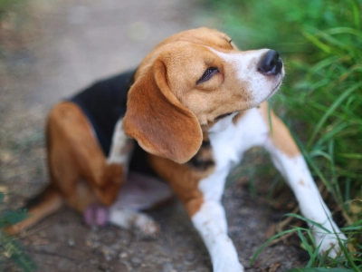 Dog Beagle itching outdoor on grass
