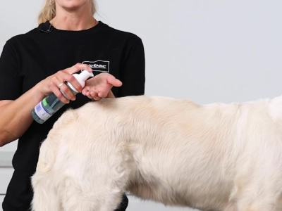 Dog with Human and Foam