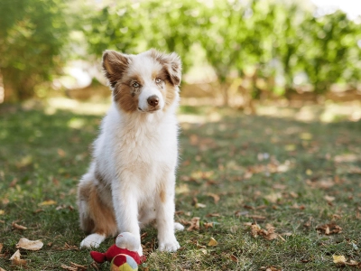 Puppy_sitting with its toy on grass_outdoor_alone_advice