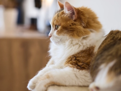 Cat on table lying down