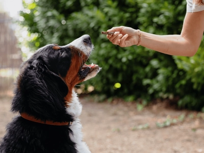 Dog_Veggiedent_Person giving the chew to a large dog_outdoor_with petowner_advice