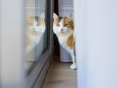 Kat ser på kameraet fra bag en sofa