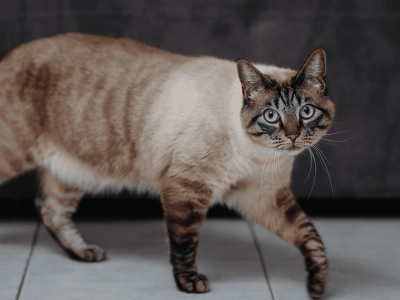 Cat_walking and looking at the camera_indoor_alone_advice
