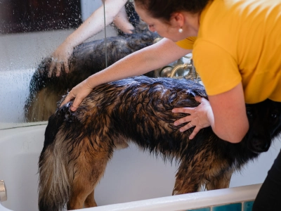 Pet owner is washing the dog in a bath tab