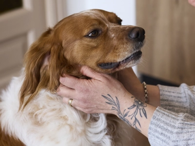 Hund bliver klappet af sin ejer