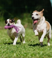 Two playful Jack Russell dogs running on grass, one carrying a purple toy in its mouth.