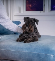 Dog Fireworks