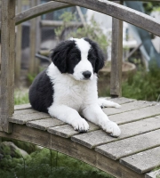 Puppy_lying on a small bridge_outdoor_alone_advice
