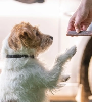 Dog Jack Russel getting Veggiedent